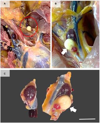 Case report: The first description of a thyroglossal duct cyst in a hen (Gallus gallus domesticus)